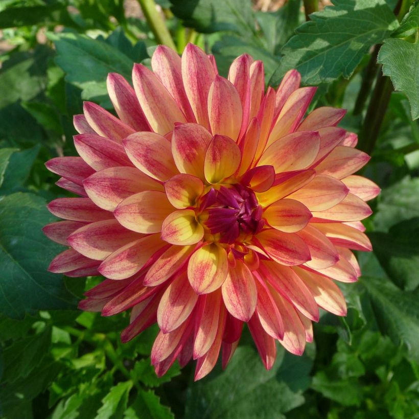 Dalia decorativa Crazy Legs (Fioritura)