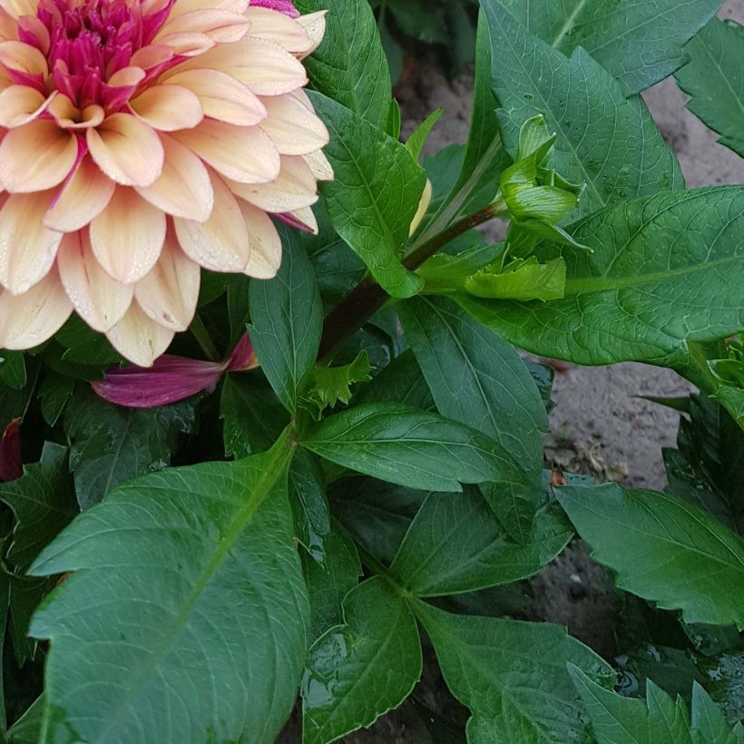 Dalia decorativa Crème de Cognac (Fogliame)