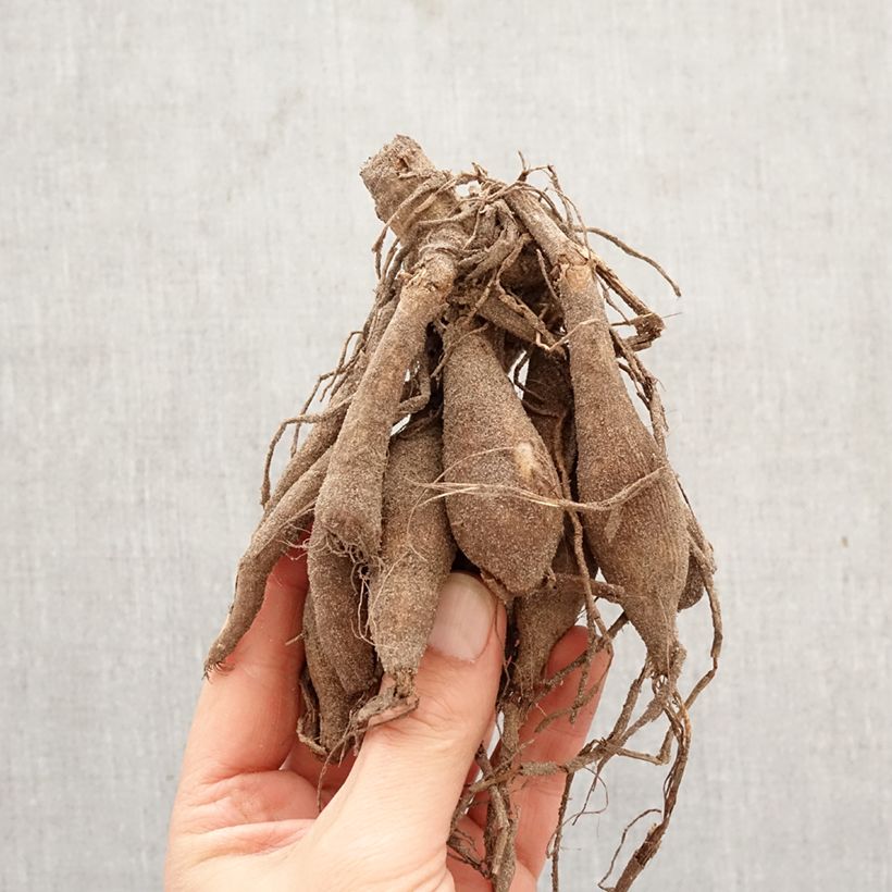 Dalia decorativa Invitation Bulbo taglia I esemplare consegnato in primavera