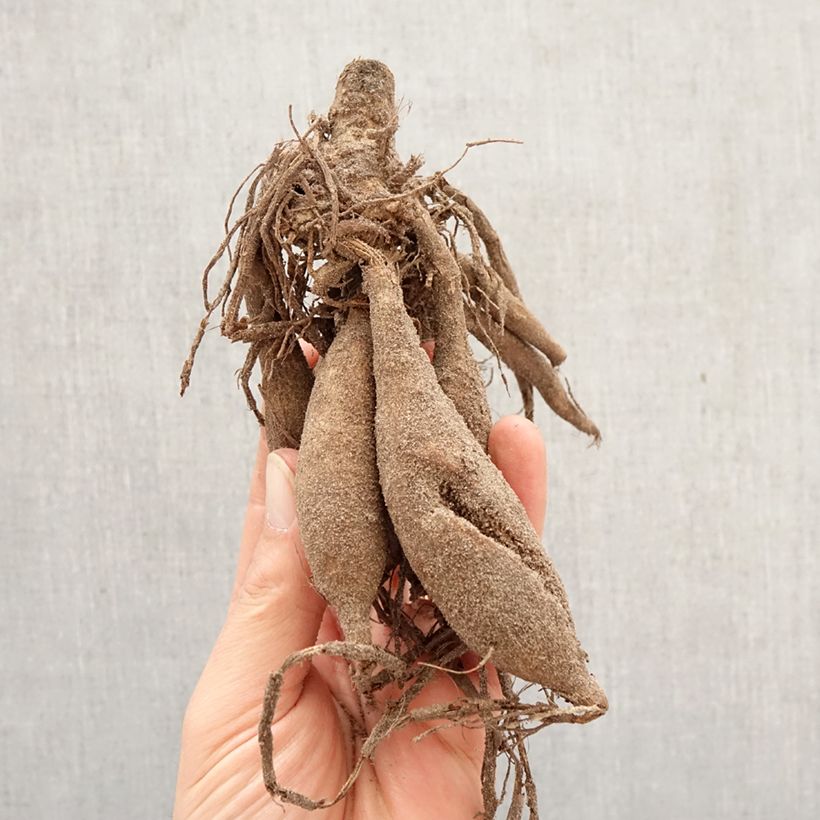 Dalia decorativa Japlou Bulbo taglia I esemplare consegnato in primavera