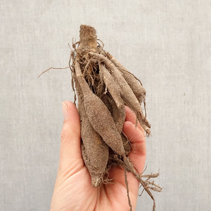 Dalia decorativa Jennifer Mary Ellen Bulbo taglia I esemplare consegnato in primavera