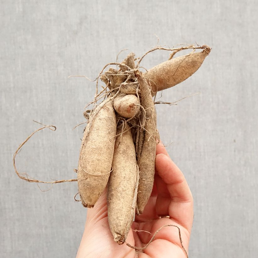 Dalia decorativa Karma Serena Bulbo taglia I esemplare consegnato in primavera