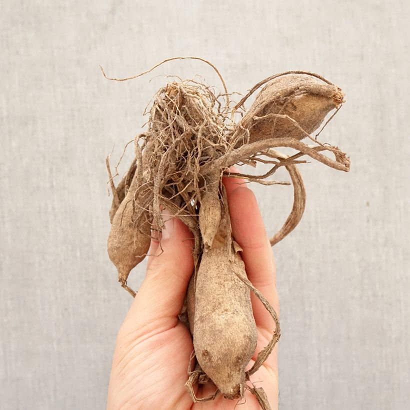 Dalia decorativa Lake Carey Bulbo taglia I esemplare consegnato in primavera