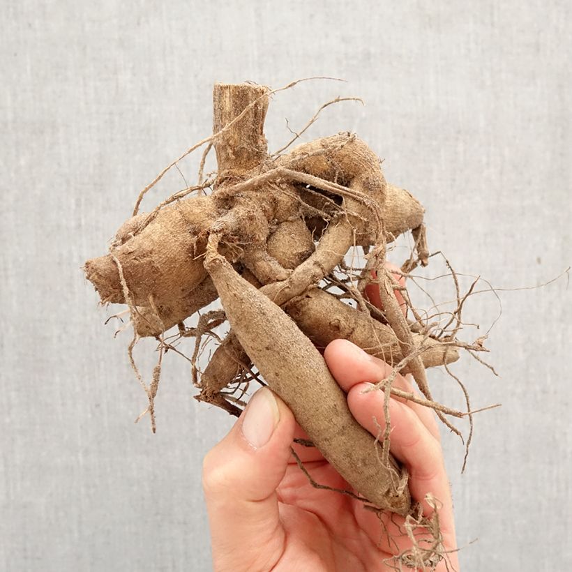 Dalia decorativa Little Robert Bulbo taglia I esemplare consegnato in primavera