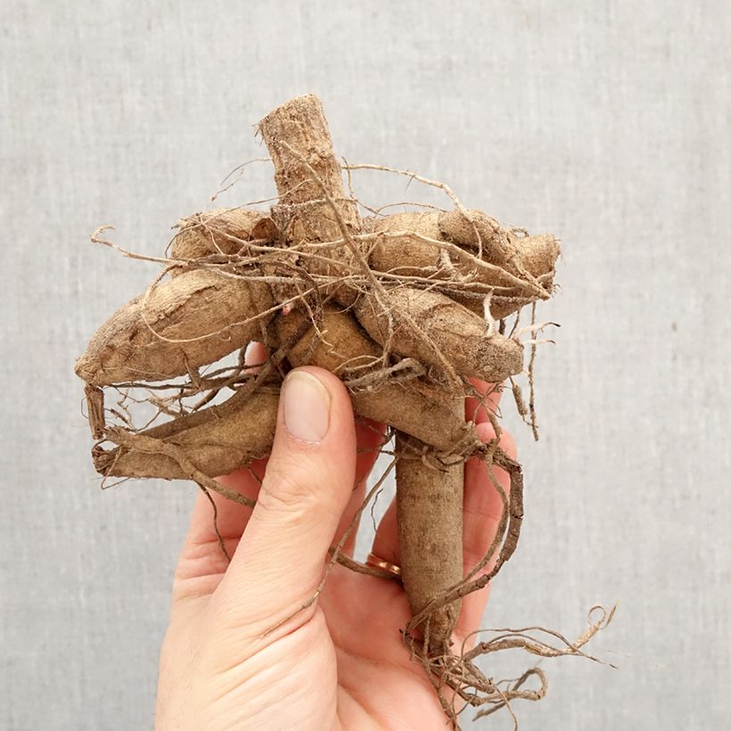 Dalia decorativa Madame Antoinette Bulbo taglia I esemplare consegnato in primavera