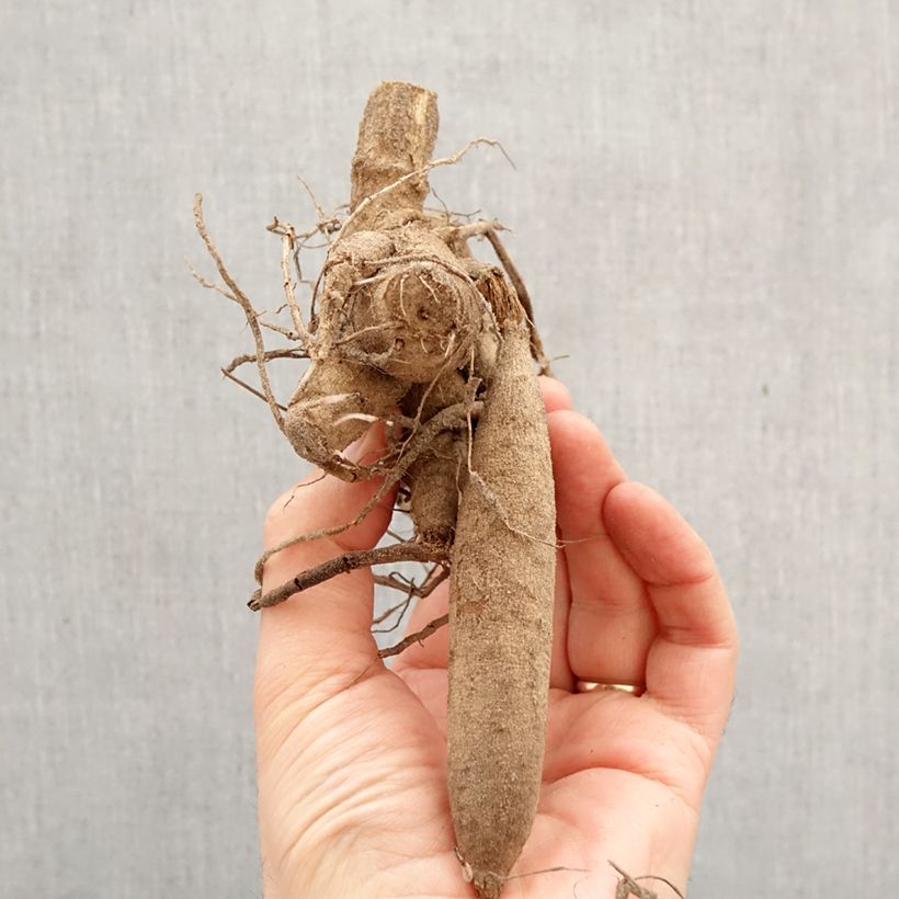 Dalia decorativa Méditerranée Bulbo taglia I esemplare consegnato in primavera