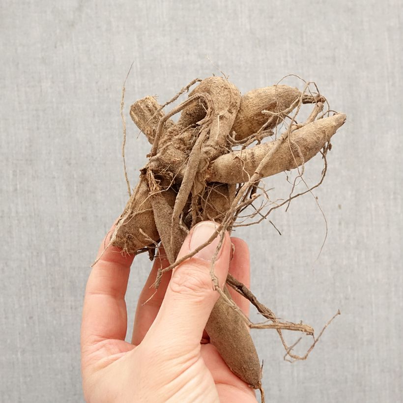 Dalia decorativa Mrs Eileen Bulbo taglia I esemplare consegnato in primavera