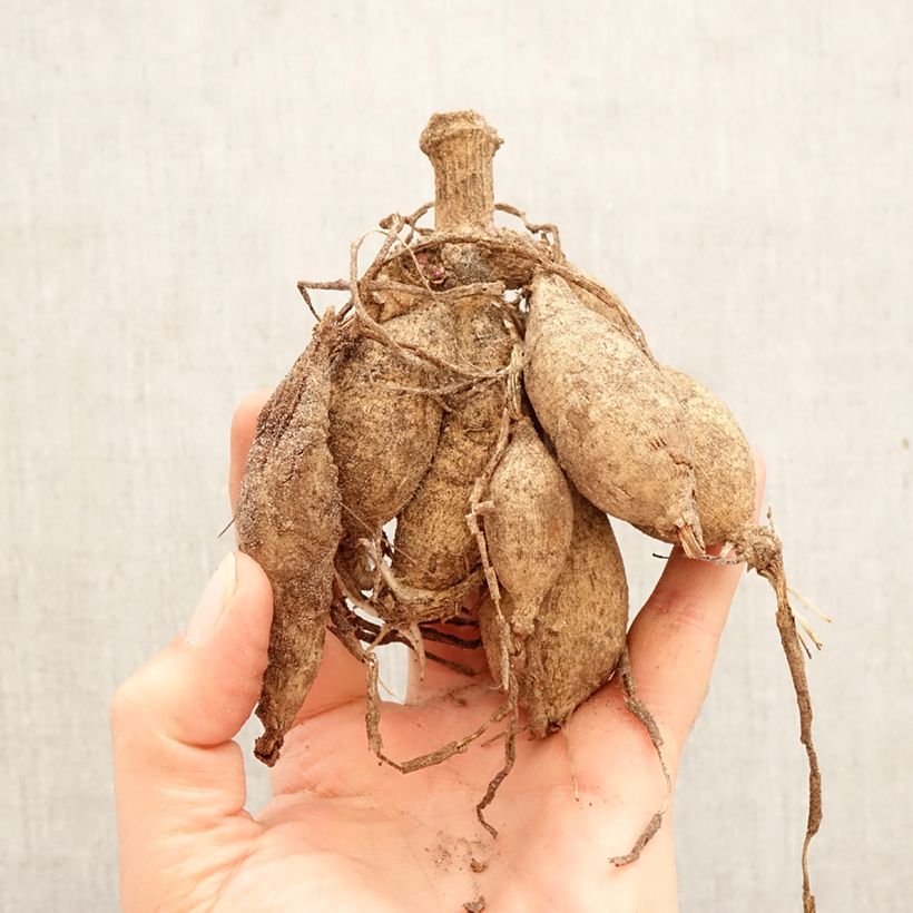 Dalia decorativa Pacific time Bulbo taglia I esemplare consegnato in primavera