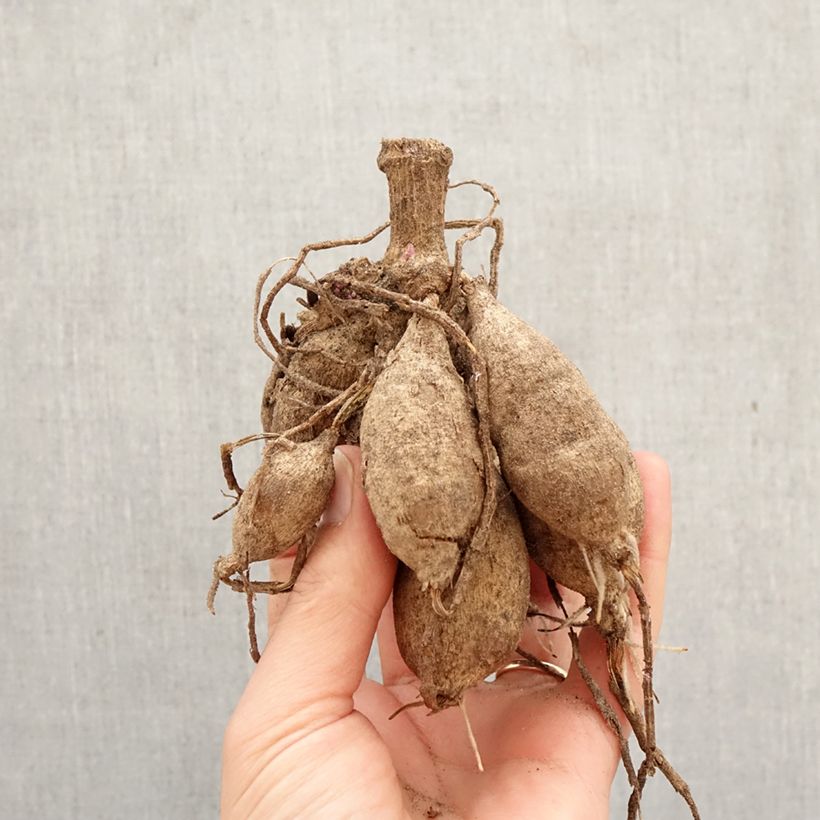 Dalia decorativa Painted Lady Bulbo taglia I esemplare consegnato in primavera