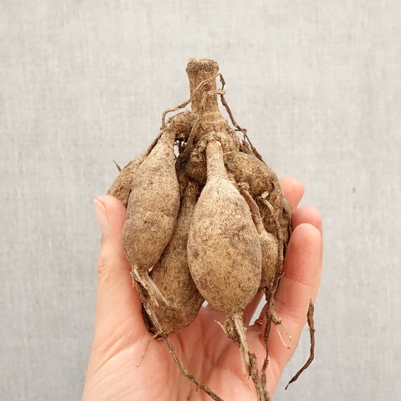 Dalia decorativa Parc Floral de Paris Bulbo taglia I esemplare consegnato in primavera