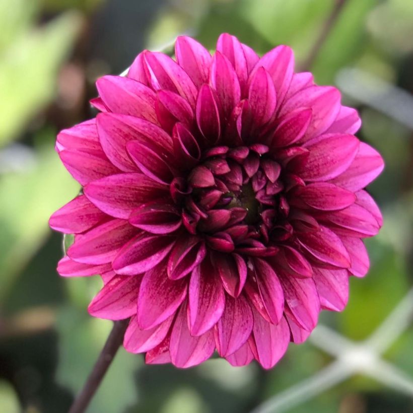 Dalia decorativa Seniors Hope (Fioritura)
