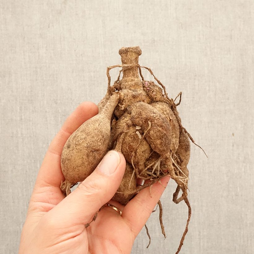 Dalia decorativa Short Track Bulbo taglia I esemplare consegnato in primavera