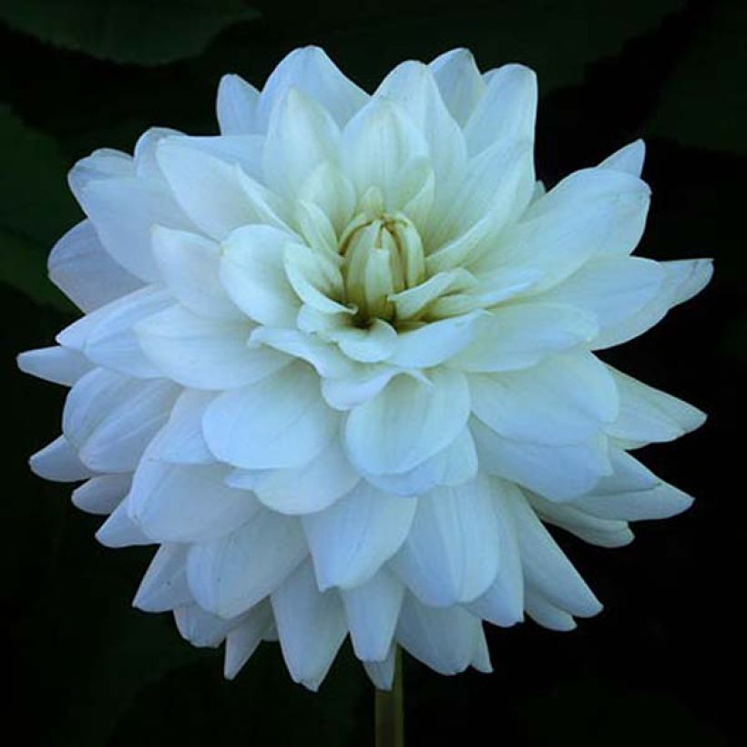 Dalia decorativa Snowstorm (Fioritura)
