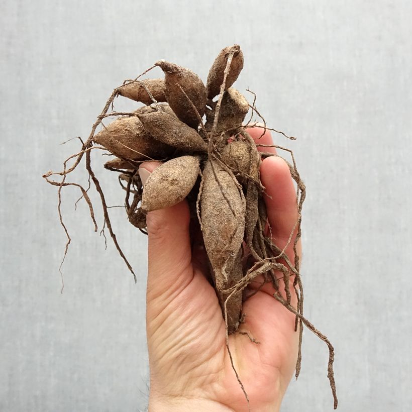 Dalia decorativa Strawberry Cream Bulbo taglia I esemplare consegnato in primavera