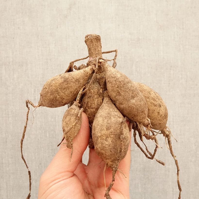 Dalia decorativa Sturm Sweet Maria Bulbo taglia I esemplare consegnato in primavera