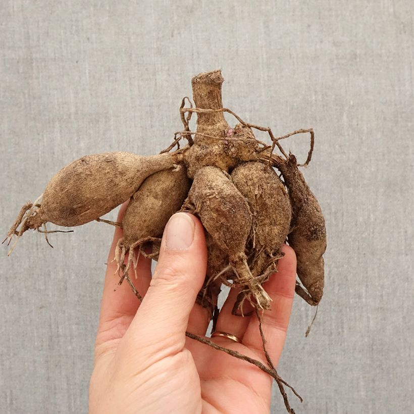 Dalia decorativa Summer Beauty Bulbo esemplare consegnato in primavera