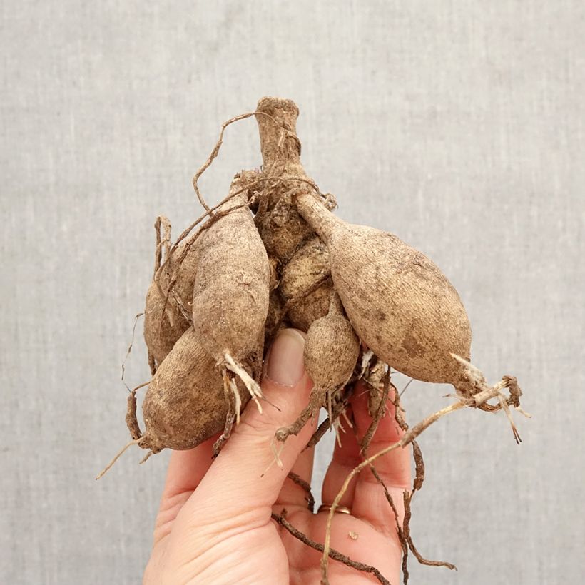 Dalia decorativa Sunlady Bulbo taglia I esemplare consegnato in primavera