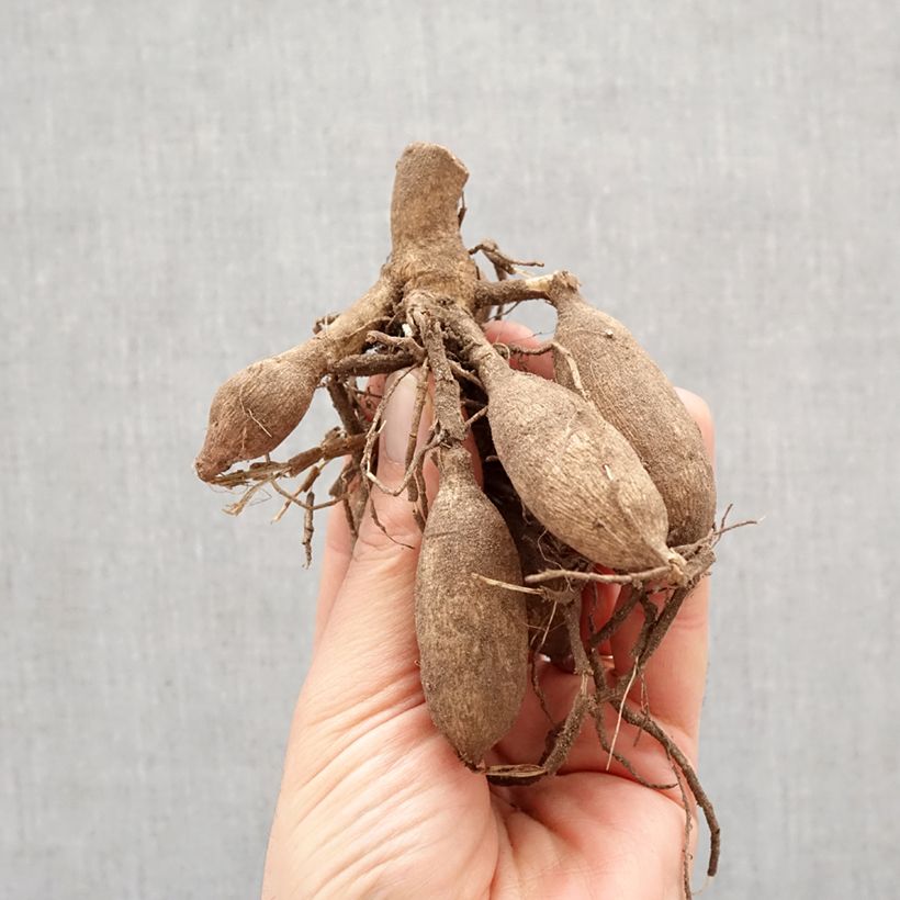 Dalia decorativa Sweet Surprise Bulbo taglia I esemplare consegnato in primavera