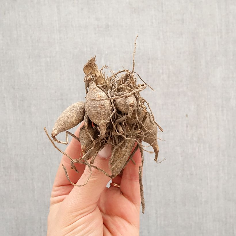 Dalia ibrida Faro Bulbo esemplare consegnato in primavera