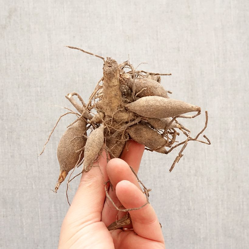 Dalia Canary Fubuki Bulbo taglia I esemplare consegnato in primavera