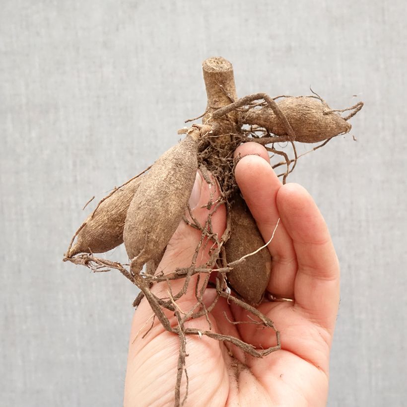 Dalia Deep Impact Bulbo taglia I esemplare consegnato in primavera