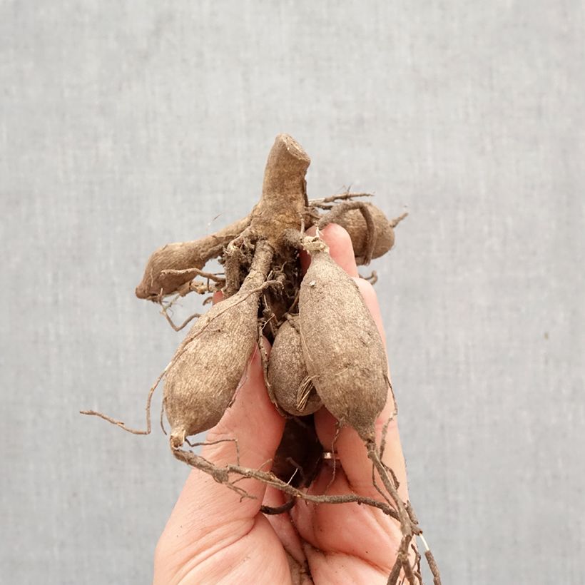 Dalia Kogane Fubuki Bulbo taglia I esemplare consegnato in primavera