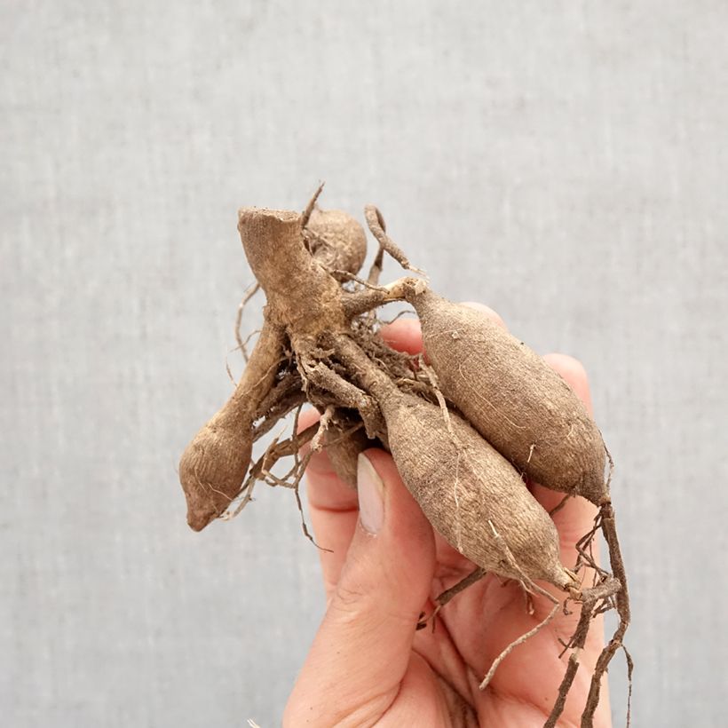 Dahlia fimbriata Mingus Joshua Bulbo taglia I esemplare consegnato in primavera