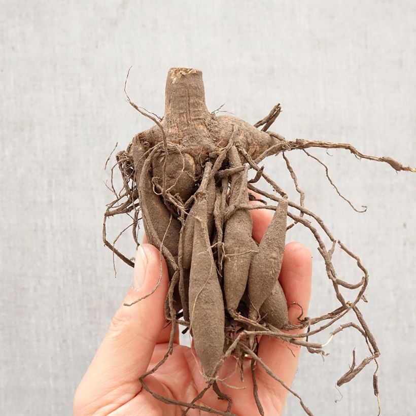 Dalia nana Gallery Vermeer Bulbo esemplare consegnato in primavera