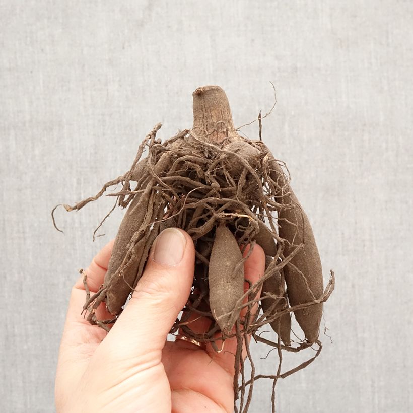 Dalia gigante Big Brother Bulbo taglia I esemplare consegnato in primavera