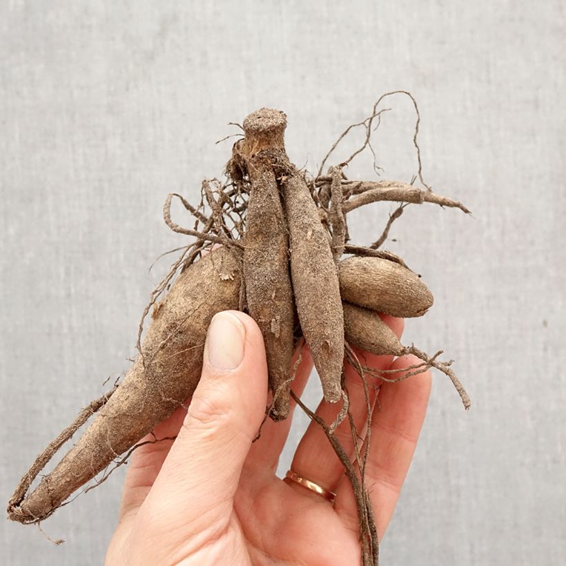 Dalia decorativa Bodacious Bulbo taglia I esemplare consegnato in primavera