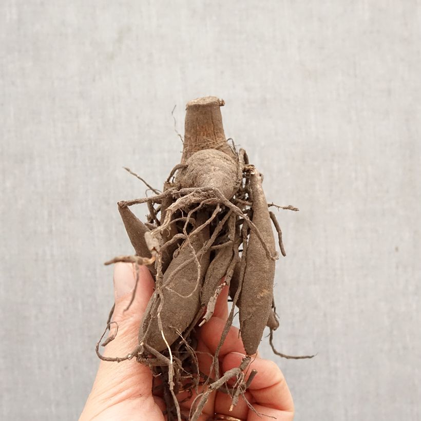 Dalia decorativa Bristol Stripe Bulbo taglia I esemplare consegnato in primavera