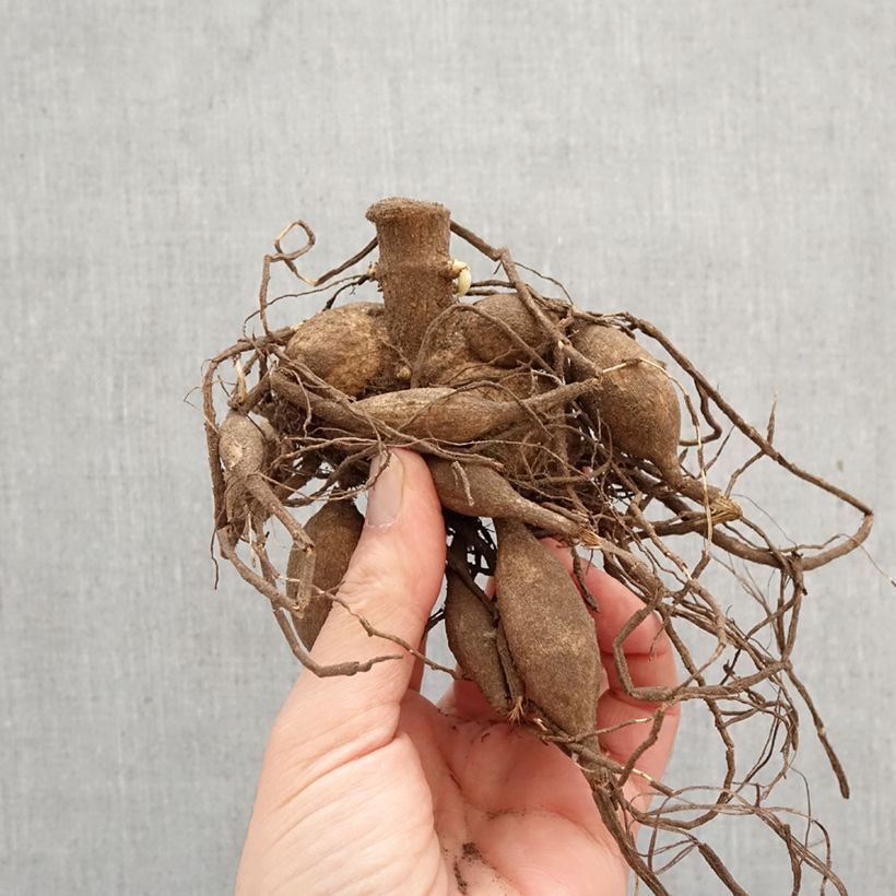 Dalia decorativa Café Au Lait Bulbo taglia I esemplare consegnato in primavera