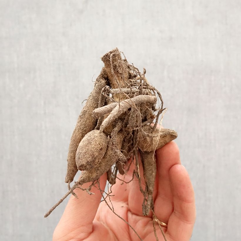 Dalia decorativa Contraste Bulbo taglia I esemplare consegnato in primavera