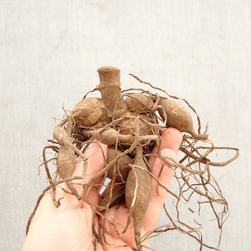 Dalia decorativa Emory Paul Bulbo taglia I esemplare consegnato in primavera