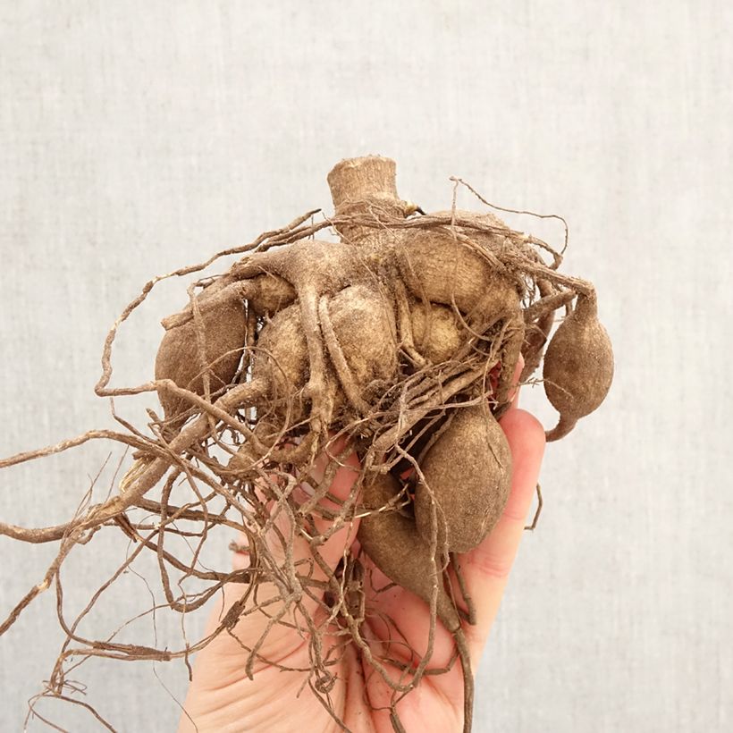 Dalia gigante Fairway Spur Bulbo taglia I esemplare consegnato in primavera