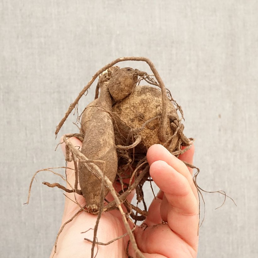 Dalia decorativa Ice Breaker Bulbo taglia I esemplare consegnato in primavera