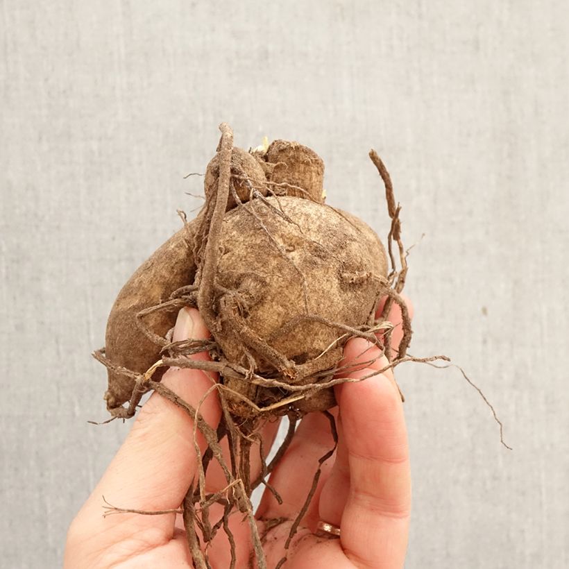 Dalia decorativa Kelvin Floodlight Bulbo taglia I esemplare consegnato in primavera