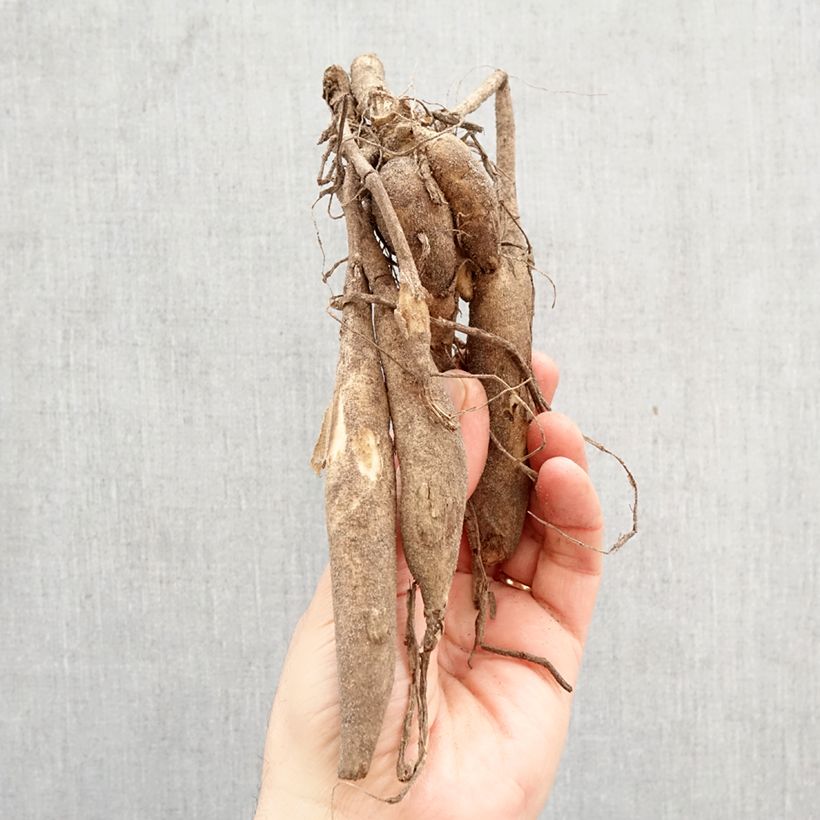 Dalia decorativa Lady Liberty Bulbo taglia I esemplare consegnato in primavera