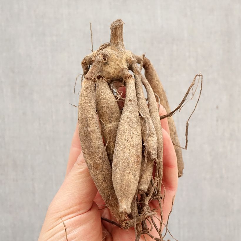 Dalia decorativa Lilac Time Bulbo taglia I esemplare consegnato in primavera