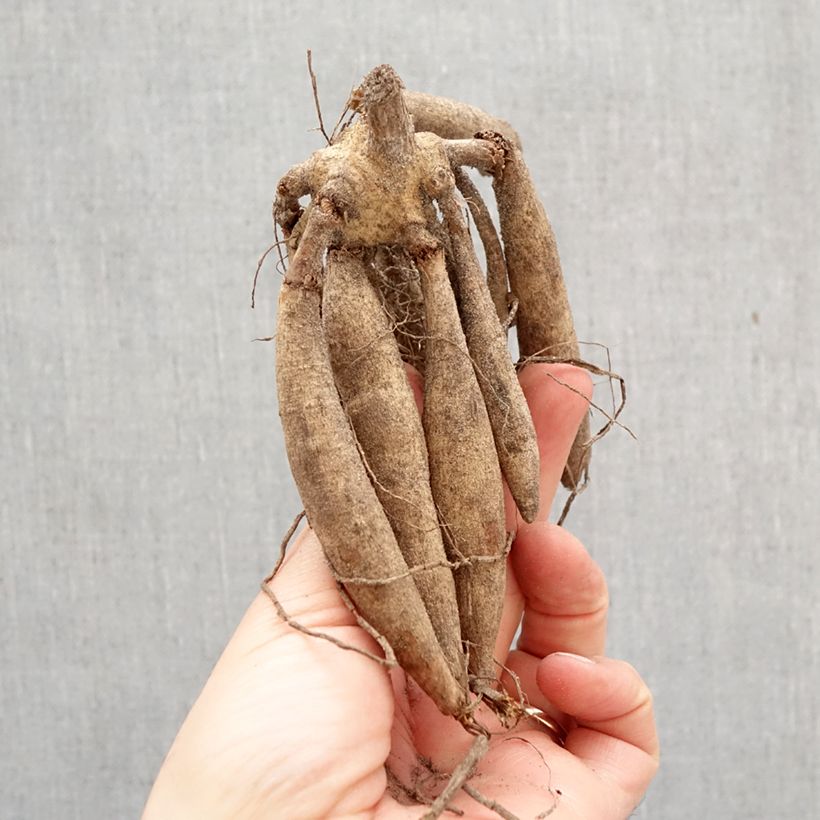 Dalia gigante Mango Madness Bulbo taglia I esemplare consegnato in primavera