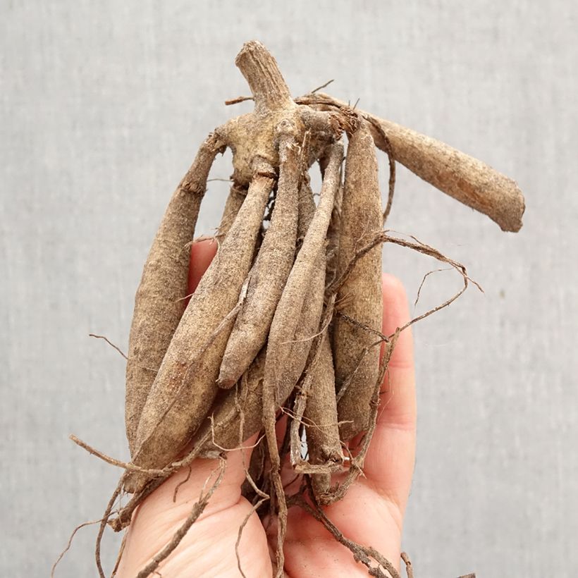 Dalia decorativa Moonlight Sonata Bulbo esemplare consegnato in primavera