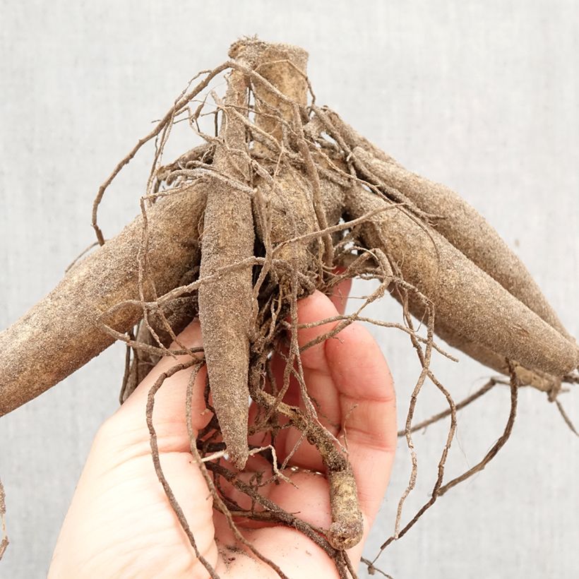 Dalia decorativa My Hero Bulbo taglia I esemplare consegnato in primavera