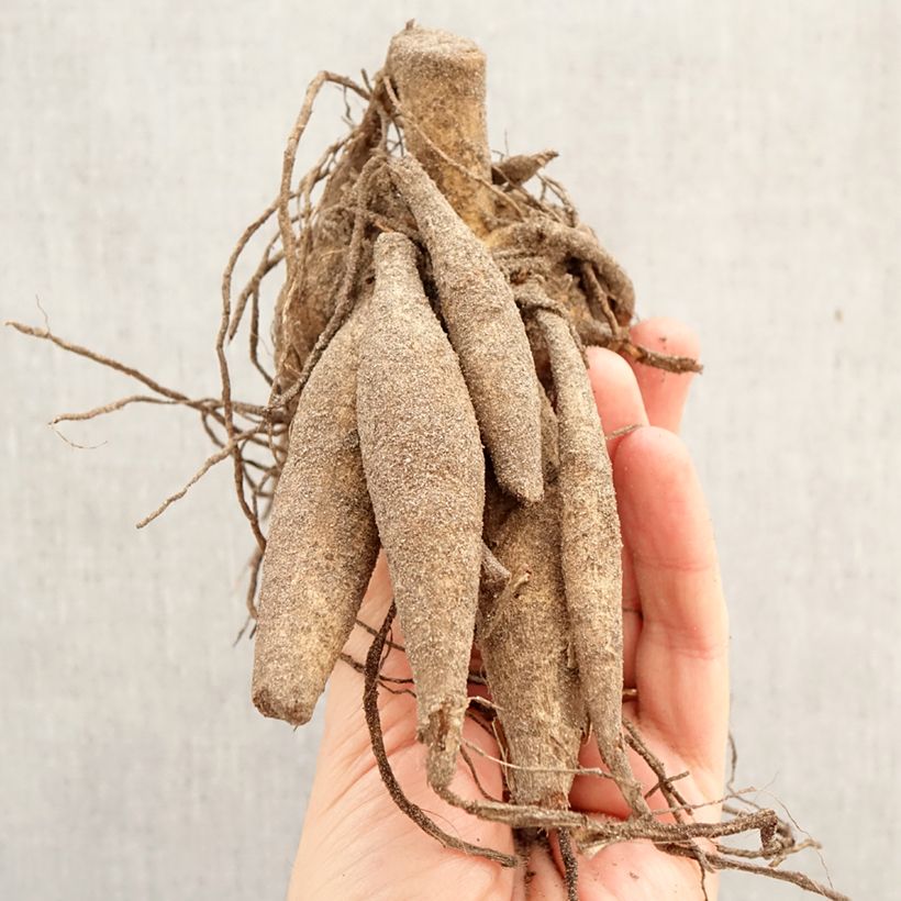 Dalia gigante Nikolas Tesla Bulbo taglia I esemplare consegnato in primavera