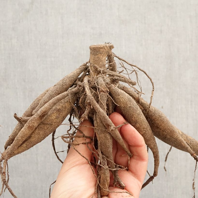 Dalia decorativa Pineland's Princess Bulbo taglia I esemplare consegnato in primavera