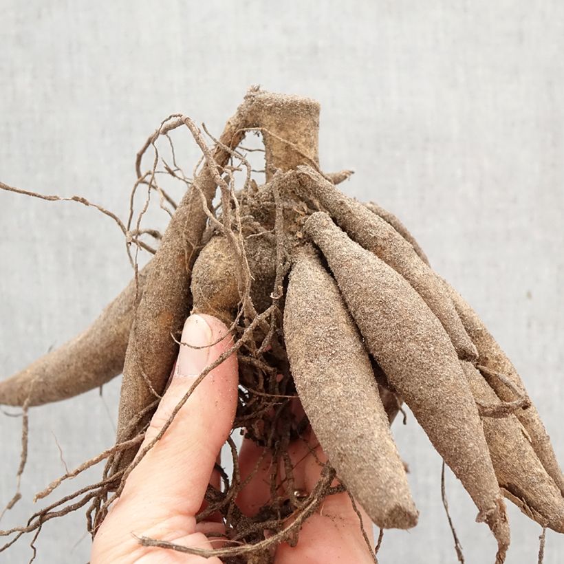 Dalia gigante Snowbound Bulbo taglia I esemplare consegnato in primavera
