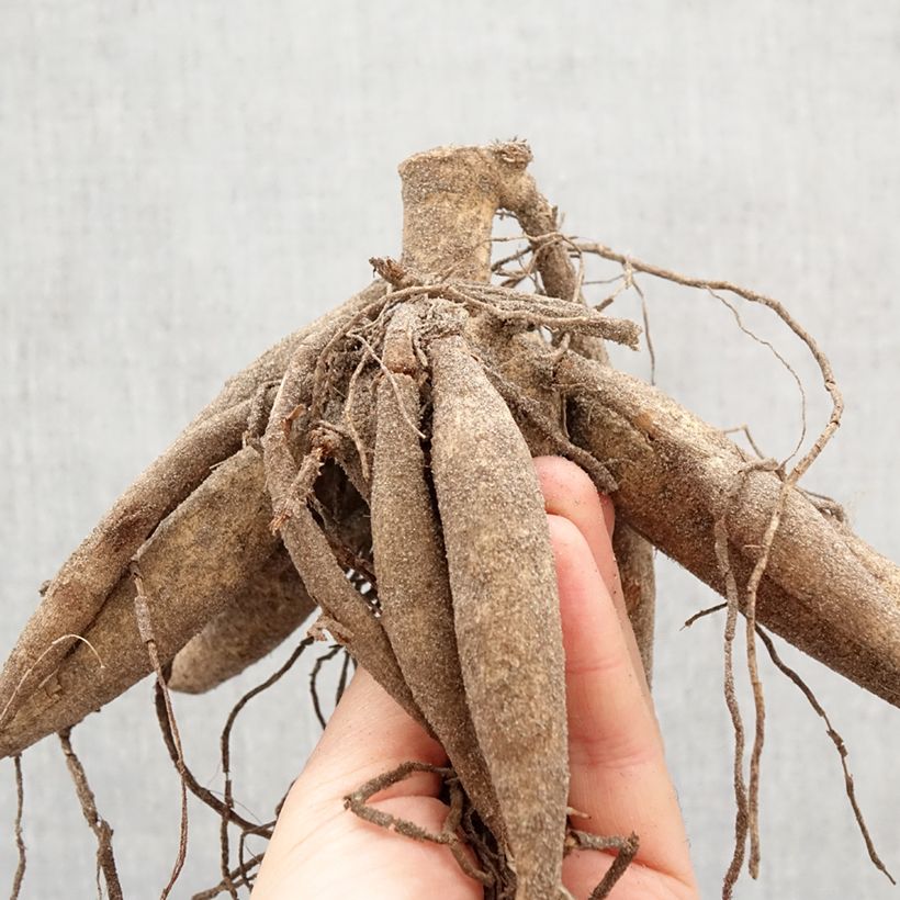 Dalia decorativa Tartan Bulbo taglia I esemplare consegnato in primavera