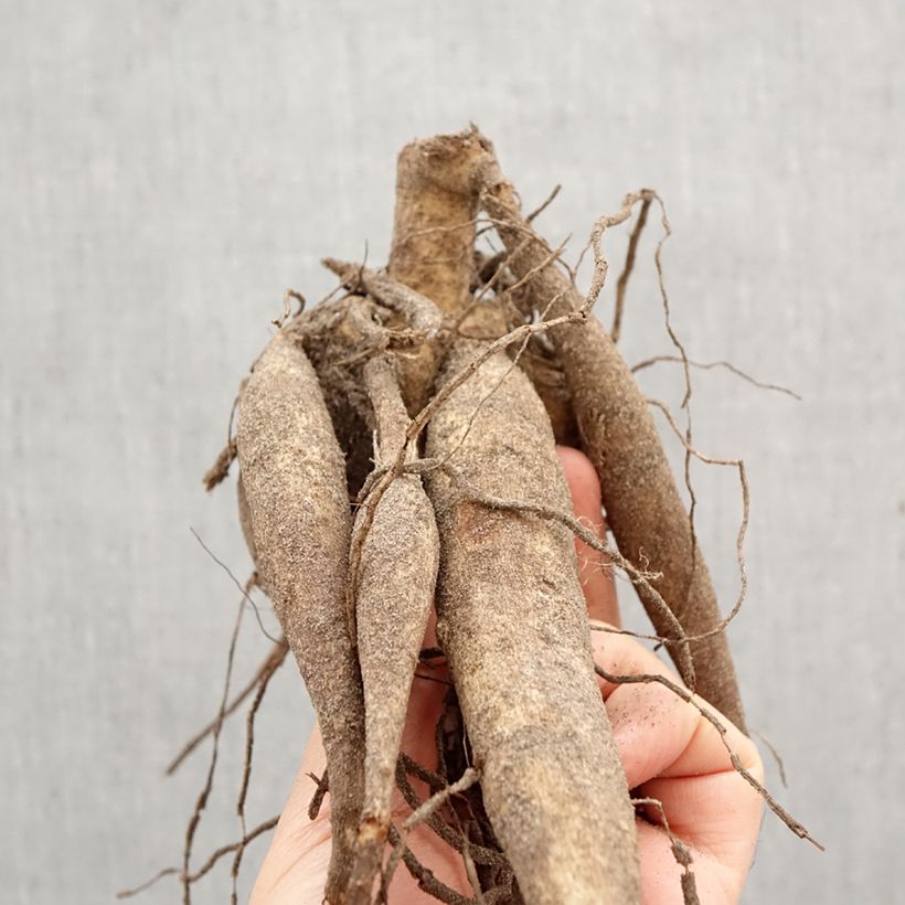 Dalia decorativa Thomas Edison Bulbo taglia I esemplare consegnato in primavera