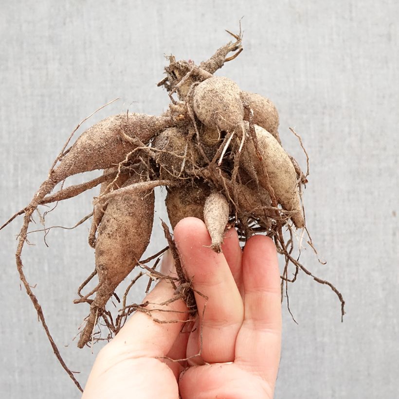 Dalia a fiore singolo Happy Single Juliet Bulbo taglia I esemplare consegnato in primavera