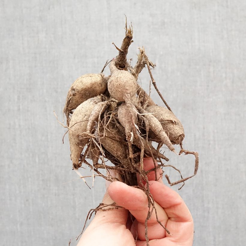 Dalia a fiore singolo Happy Single Kiss Bulbo taglia I esemplare consegnato in primavera