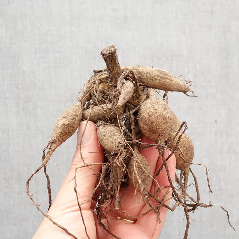 Dalia a fiore singolo Happy Single Party Bulbo taglia I esemplare consegnato in primavera